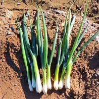 Fruehlingszwiebel_Tokyo_Long_White_Samen_1.jpg Fruehlingszwiebel_Tokyo_Long_White_Samen_1.jpg