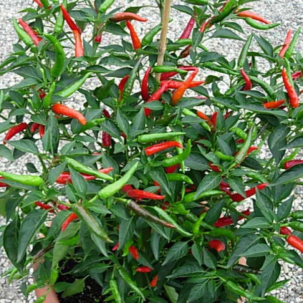 Thai Dragon Chili Seeds