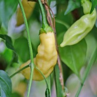 Blondy Chili Seeds Blondy Chili Seeds