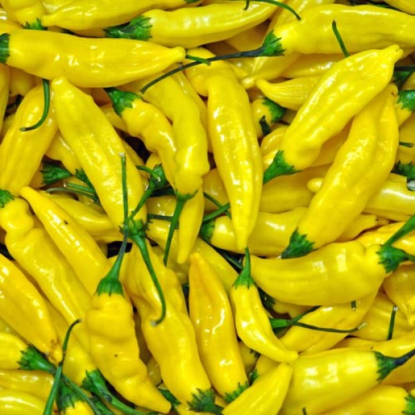 Fresh organic Lemon Drop Chillies 1kg