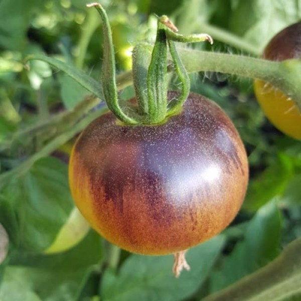 Belle_Coeur_Tomaten_Samen_1.jpg