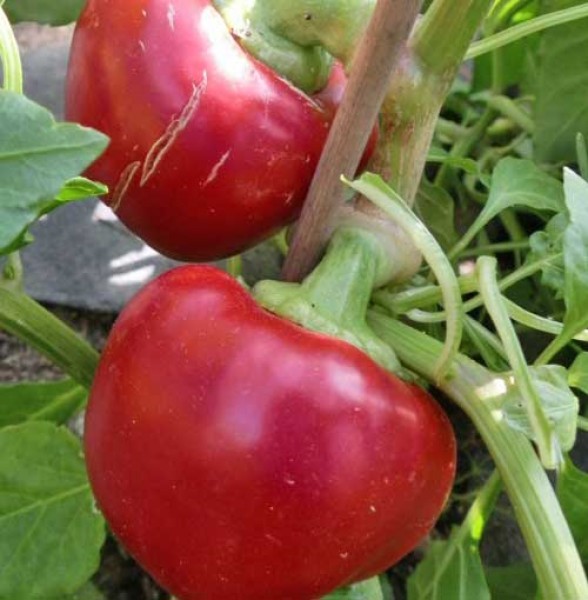 Mustafa Chili Seeds