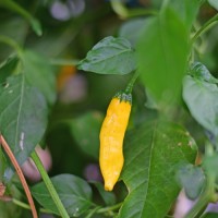 Aji Pineapple Chili Seeds Aji Pineapple Chili Seeds
