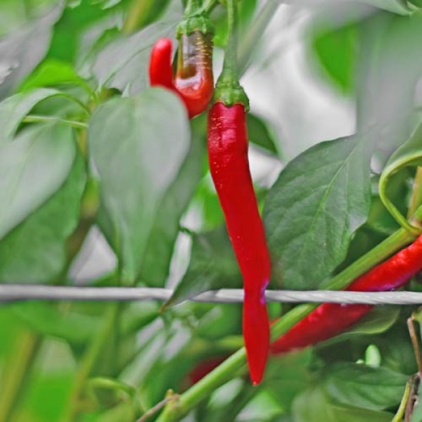 Organic Joe`s Long Cayenne Chili Seeds 1000 Stk.