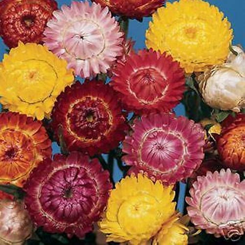 Straw Flower Tom Thumb Mix Seeds buy online at
