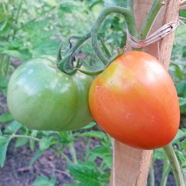 Calypso tomato seeds