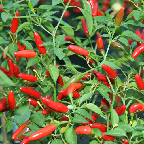 Order Pequin Chili Seeds Online At Chili Shop24 De