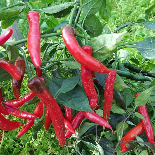 Order Super Mario Chili Seeds at