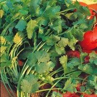 Echter_Koriander_Samen_1.jpg Echter_Koriander_Samen_1.jpg