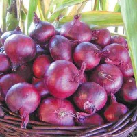 Zwiebel_North_Holland_Blood_Red_Samen_1.jpg Zwiebel_North_Holland_Blood_Red_Samen_1.jpg