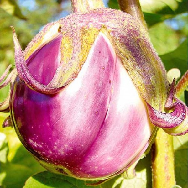 Aubergine_Rotonda_Bianca_Sfumata_di_Rosa_Samen_1.jpg