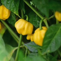 140078_01.jpg 140078_01.jpg