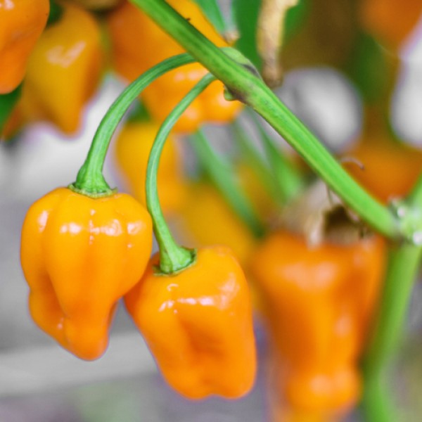 Habanero Kiwigreen Chili Seeds