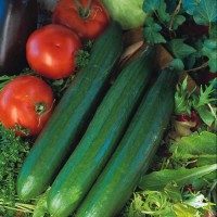 Schlangengurke_Telegraph_Improved_Samen_1.jpg Schlangengurke_Telegraph_Improved_Samen_1.jpg