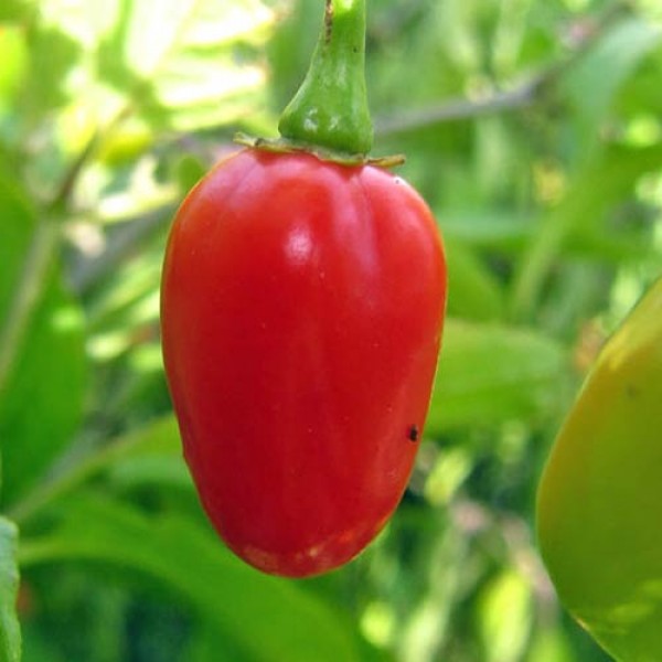 Umberto Chili Seeds