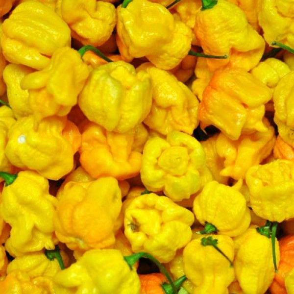 Fresh organic Carolina Reaper Yellow Chillis 500g