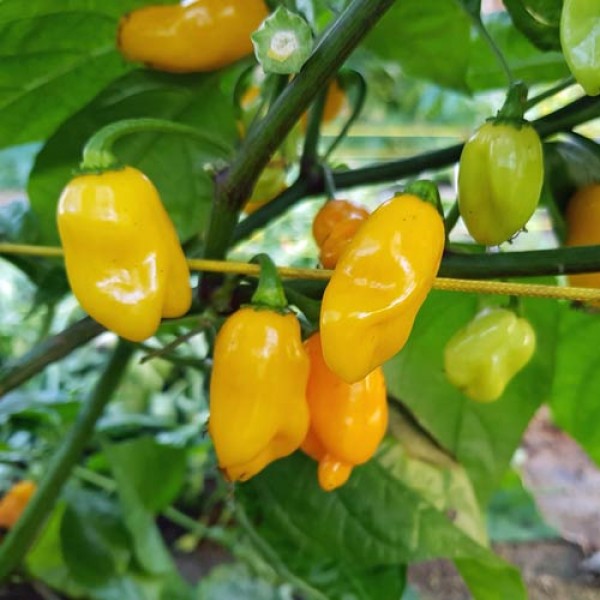 Datil_Pepper_Yellow_Chili_Samen_1.jpg