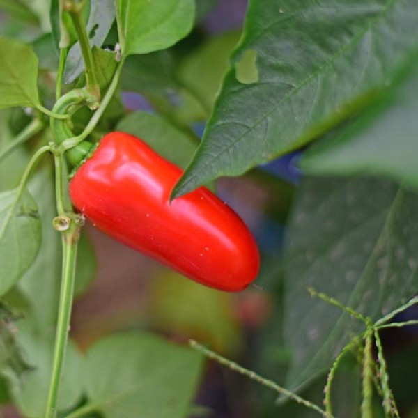 Organic Jalapeno Jumbo Chili Seeds 1000 Stk.