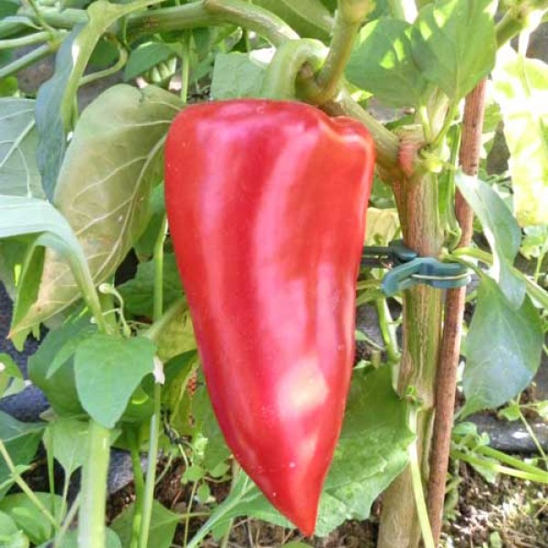 Apple Pepper Chili Seeds