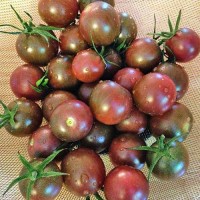Chocolate_Cherry_Tomaten_Samen_1.jpg Chocolate_Cherry_Tomaten_Samen_1.jpg
