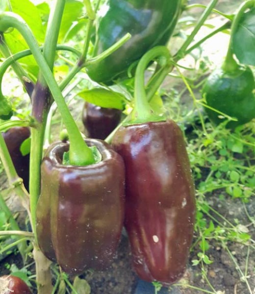 Sweet Chocolate Chili Seeds