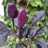 The_Violett_Cables_Chili_Samen_1.jpg The_Violett_Cables_Chili_Samen_1.jpg