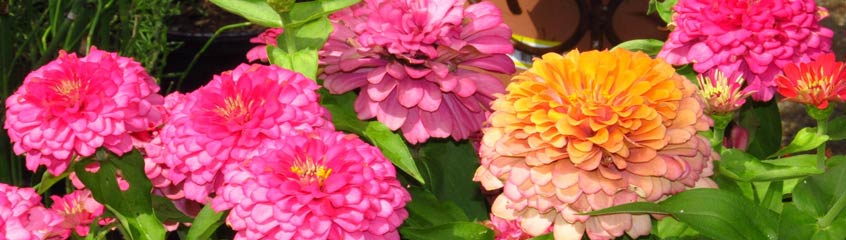 Zinnia