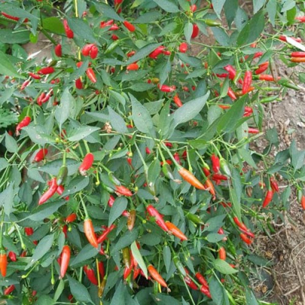 Bird Eye Italico Chili Seeds