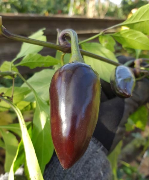 Organic Black Hungarian Chili Seeds