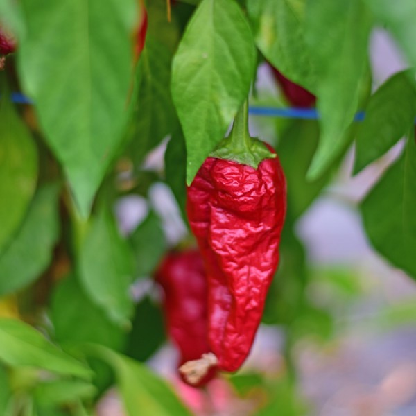 Organic Pimento de Padron Chili Seeds 1000 Stk.