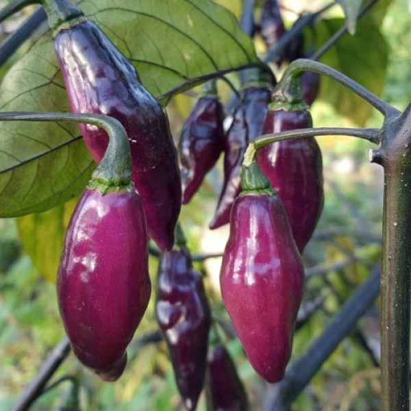 Pimenta_de_Neyde_Chili_Samen_1.jpg