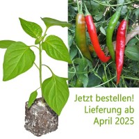 BIO_Aji_Colorado_Chili-Pflanze_01.jpg BIO_Aji_Colorado_Chili-Pflanze_01.jpg