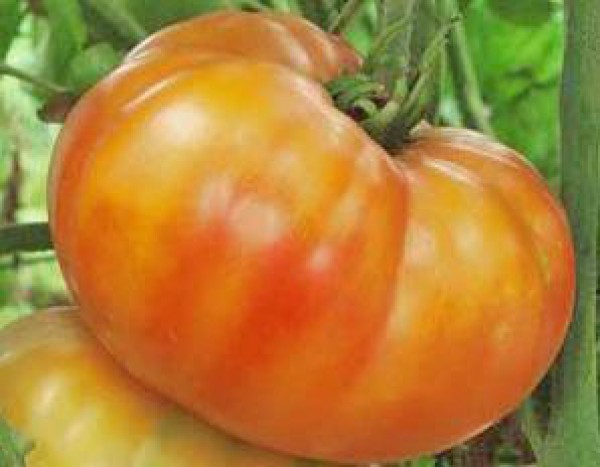 Big Rainbow Tomato Seeds