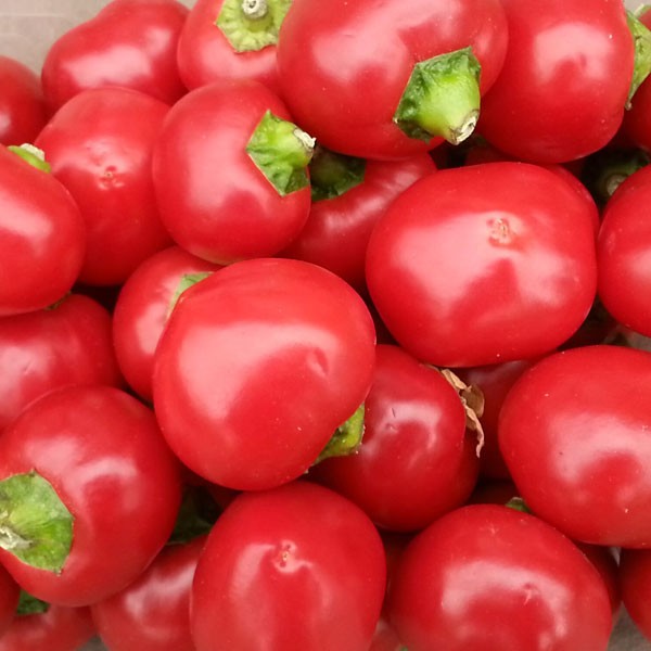 Order Cherry Bomb Cherry Pepper Chili Seeds online