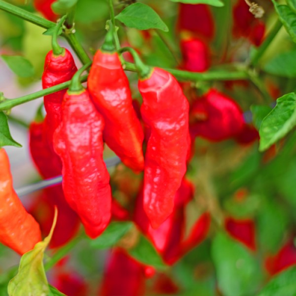 Naga Morich Red Chili Seeds 1000 Stk.