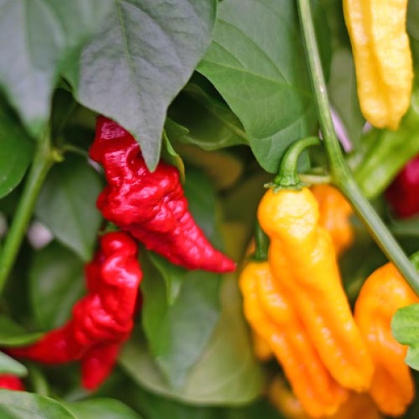 Habanero_Somali_Chili_Samen_1000_Stk._01.jpg