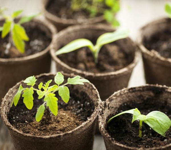 The best time to start seeds indoors