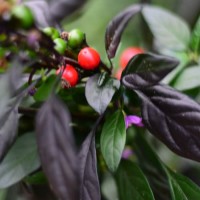 140208_01.jpg 140208_01.jpg