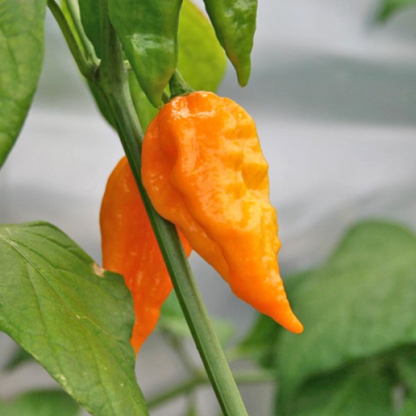 Yellow Fatalii Chili Seeds