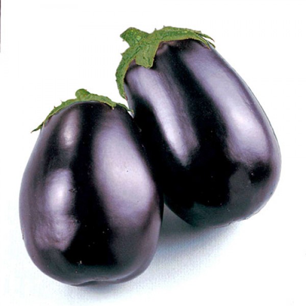 Aubergine_Black_Beauty_Samen_1.jpg