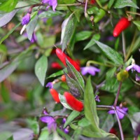 Bio_African_Birdseye_Chili_Samen_01.jpg Bio_African_Birdseye_Chili_Samen_01.jpg